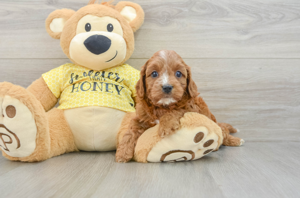 7 week old Cavapoo Puppy For Sale - Puppy Love PR