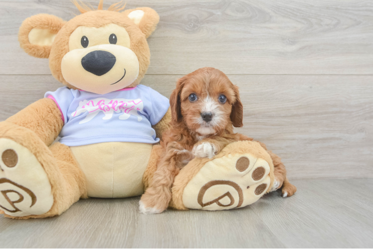 Energetic Cavoodle Poodle Mix Puppy