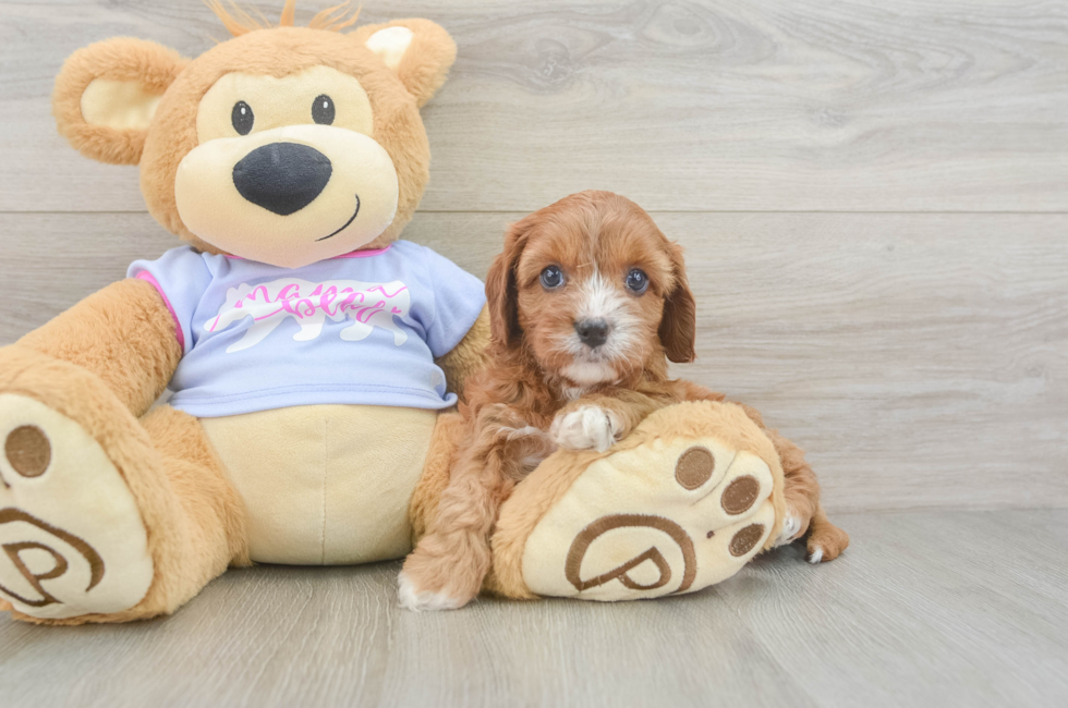 5 week old Cavapoo Puppy For Sale - Puppy Love PR