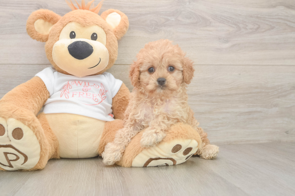 6 week old Cavapoo Puppy For Sale - Puppy Love PR