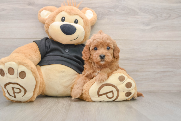 Petite Cavapoo Poodle Mix Pup