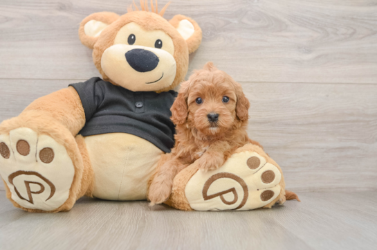 Petite Cavapoo Poodle Mix Pup