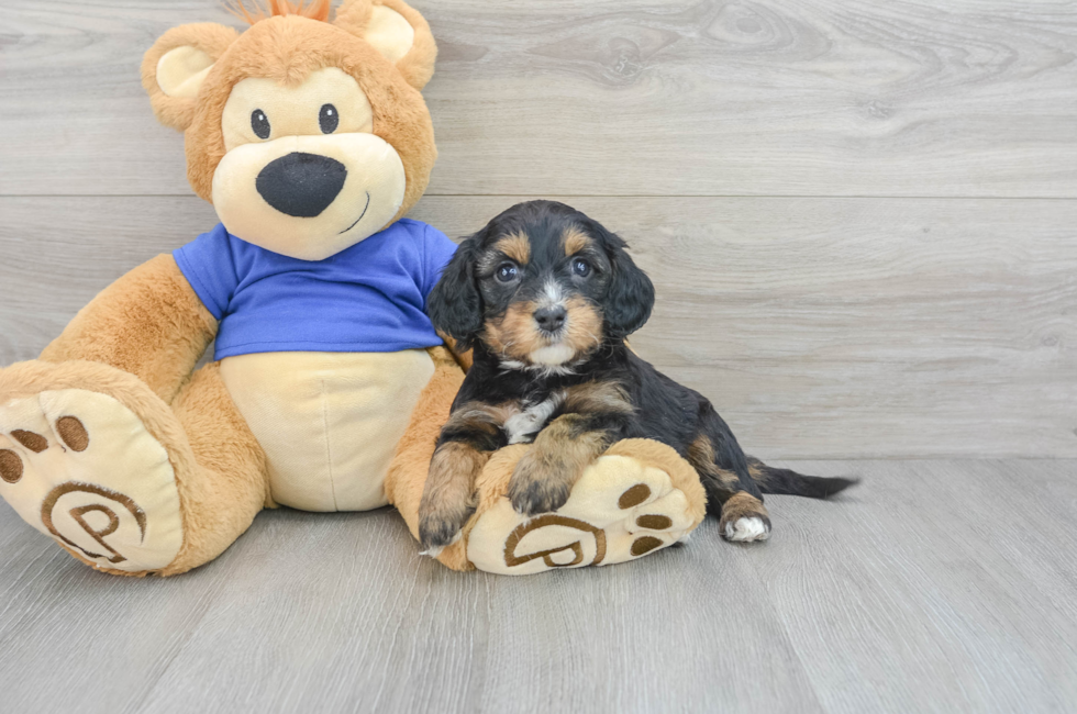 5 week old Cavapoo Puppy For Sale - Puppy Love PR