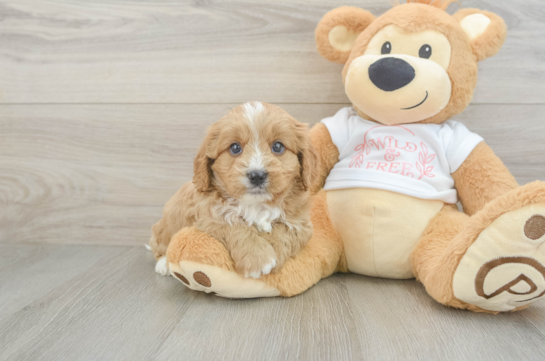 Cavapoo Puppy for Adoption