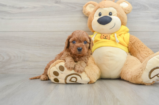 Cute Cavapoo Baby