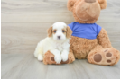 Cavapoo Pup Being Cute