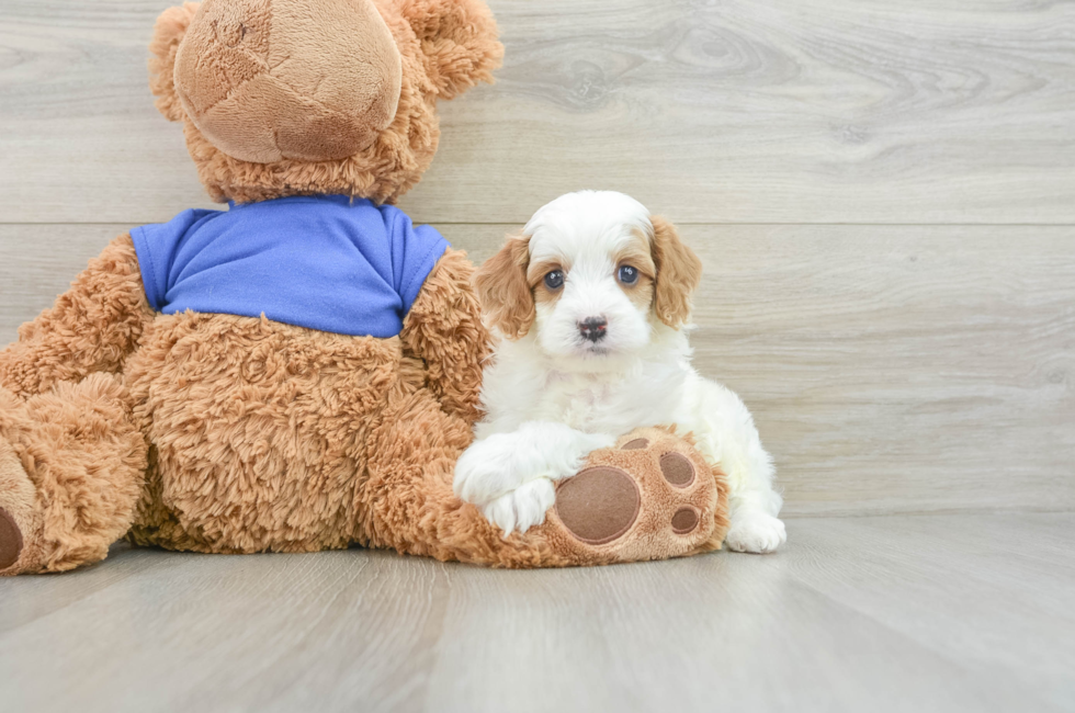 6 week old Cavapoo Puppy For Sale - Puppy Love PR