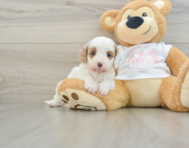 7 week old Cavapoo Puppy For Sale - Puppy Love PR