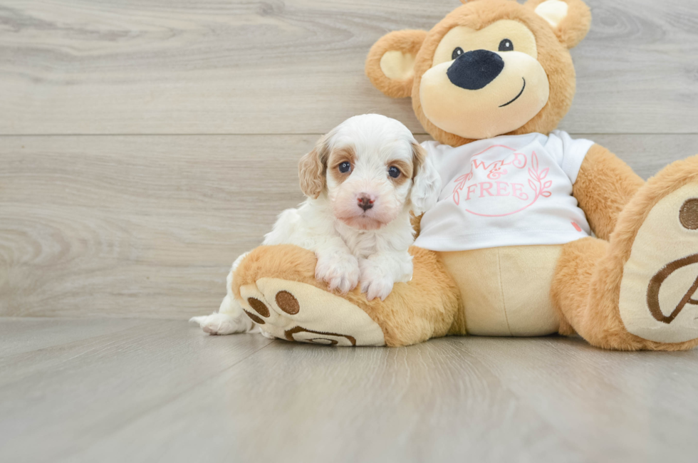 7 week old Cavapoo Puppy For Sale - Puppy Love PR