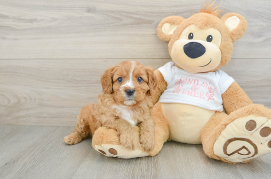 Best Cavapoo Baby