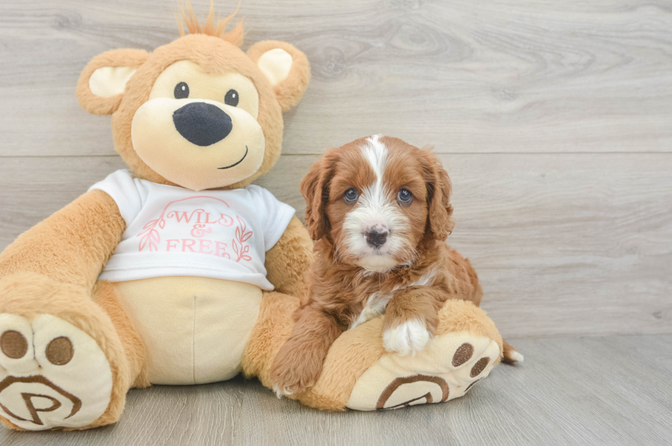6 week old Cavapoo Puppy For Sale - Puppy Love PR