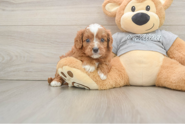 Best Cavapoo Baby