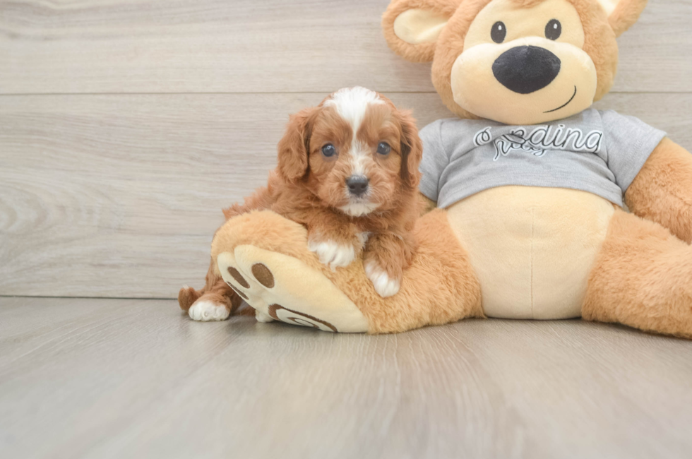 5 week old Cavapoo Puppy For Sale - Puppy Love PR