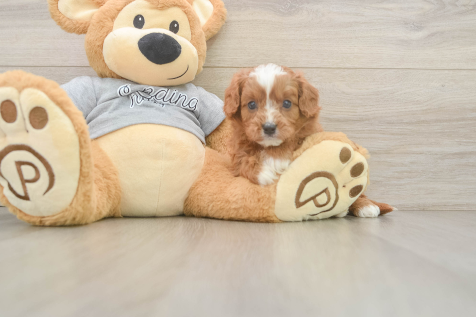 Cavapoo Pup Being Cute