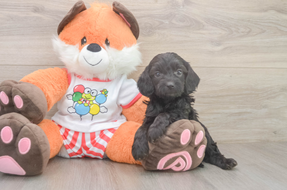 5 week old Cavapoo Puppy For Sale - Puppy Love PR