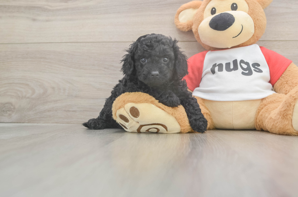 5 week old Cavapoo Puppy For Sale - Puppy Love PR