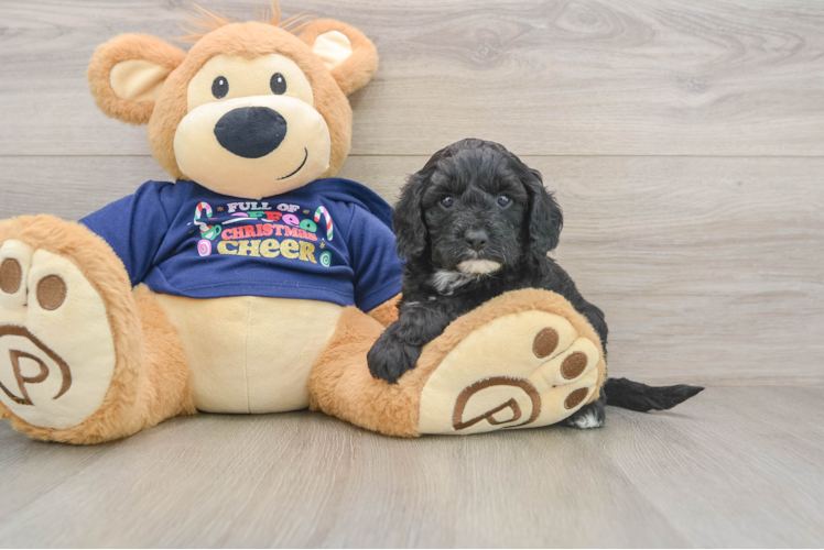 Little Cavipoo Poodle Mix Puppy