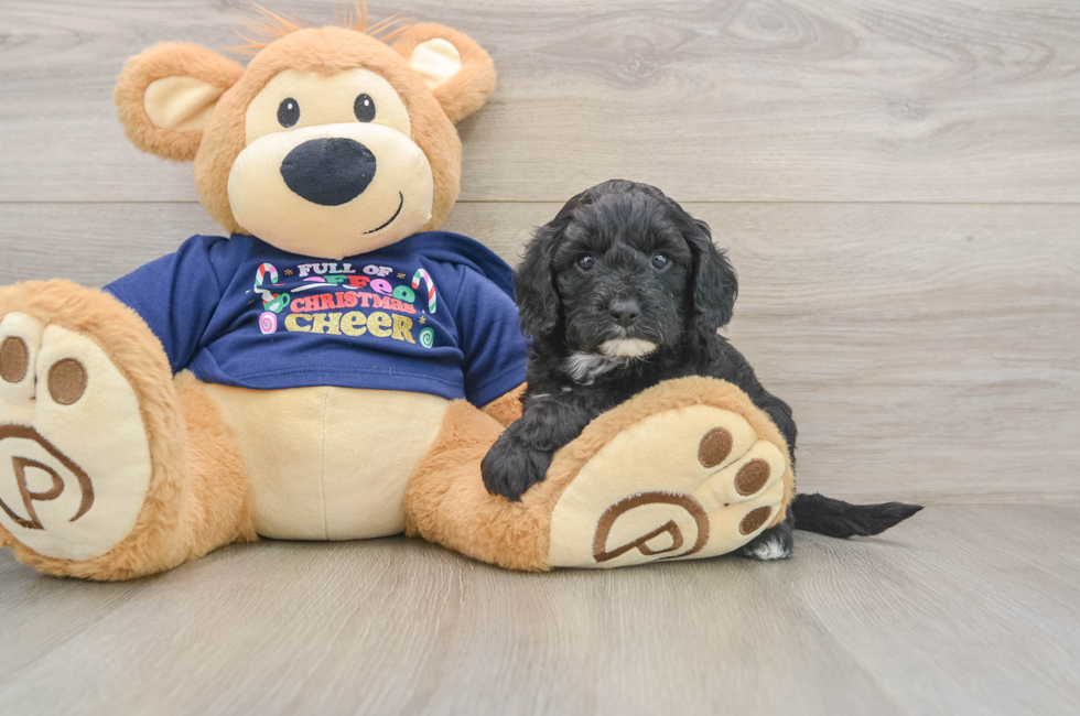 5 week old Cavapoo Puppy For Sale - Puppy Love PR