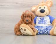 8 week old Cavapoo Puppy For Sale - Puppy Love PR
