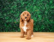 10 week old Cavapoo Puppy For Sale - Puppy Love PR