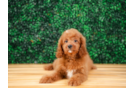 Cavapoo Puppy for Adoption