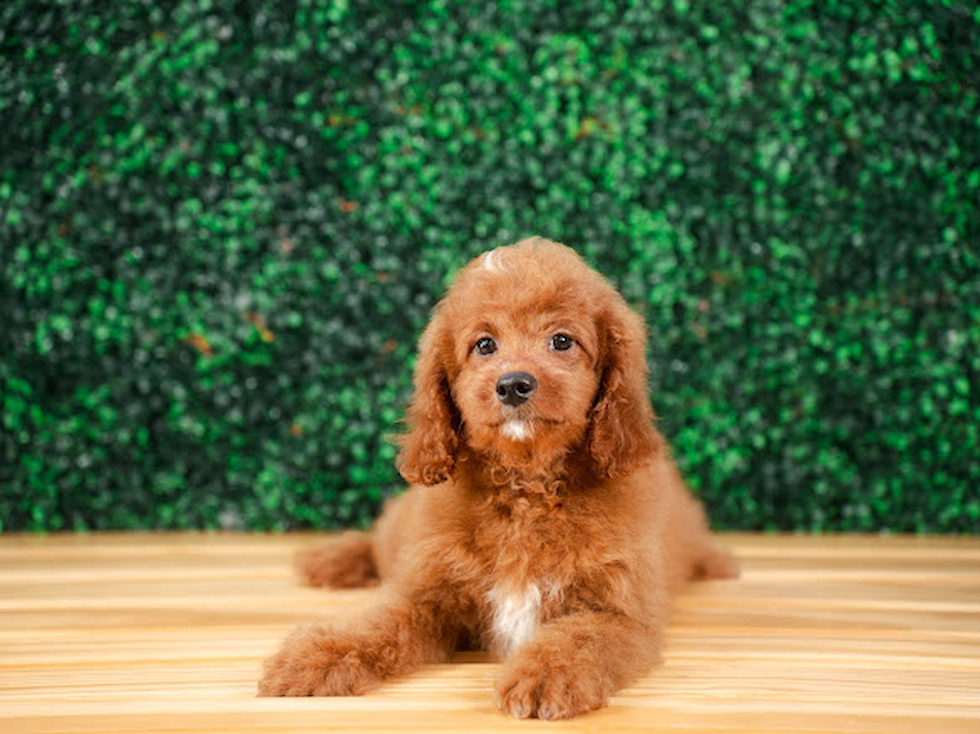 Cavapoo Puppy for Adoption