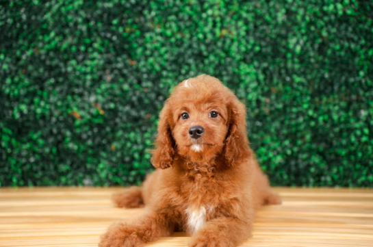 Cute Cavapoo Poodle Mix Pup