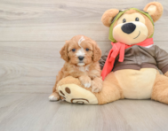 7 week old Cavapoo Puppy For Sale - Puppy Love PR