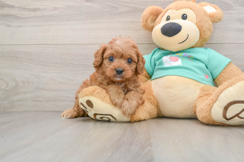 Cavapoo Puppy for Adoption