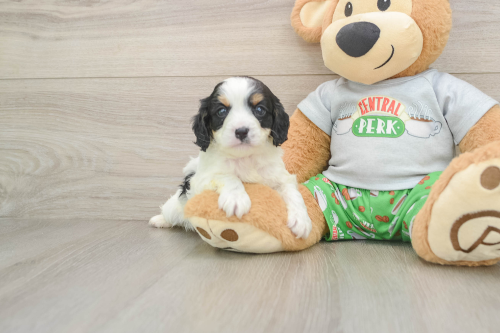 Cavapoo Pup Being Cute