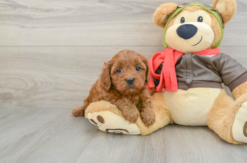 7 week old Cavapoo Puppy For Sale - Puppy Love PR