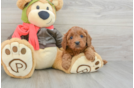 Cavapoo Puppy for Adoption