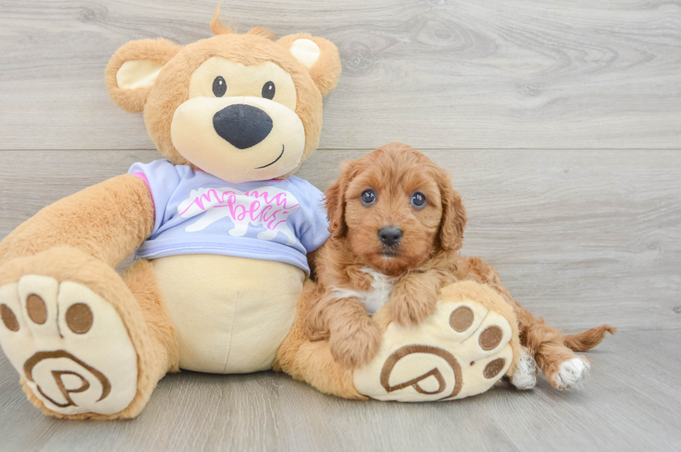 7 week old Cavapoo Puppy For Sale - Puppy Love PR