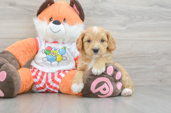 Adorable Cavalier King Charles Spaniel and Poodle Mix Poodle Mix Puppy