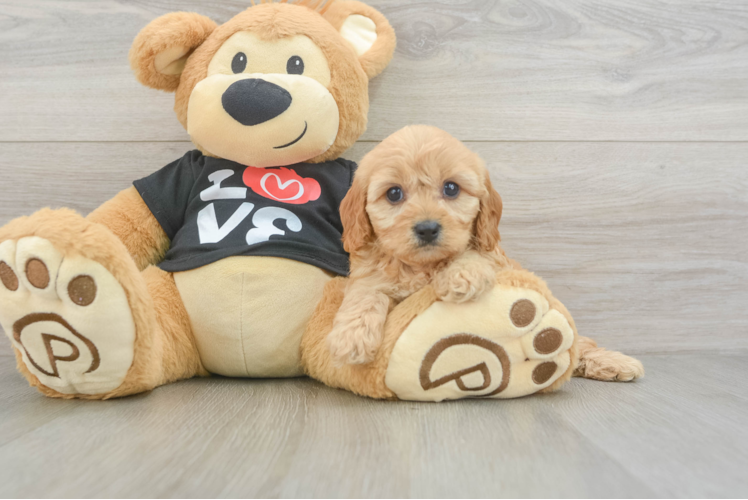 Best Cavapoo Baby