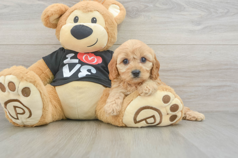 5 week old Cavapoo Puppy For Sale - Puppy Love PR