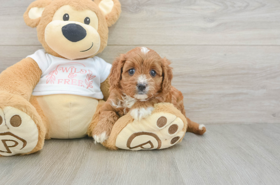 6 week old Cavapoo Puppy For Sale - Puppy Love PR