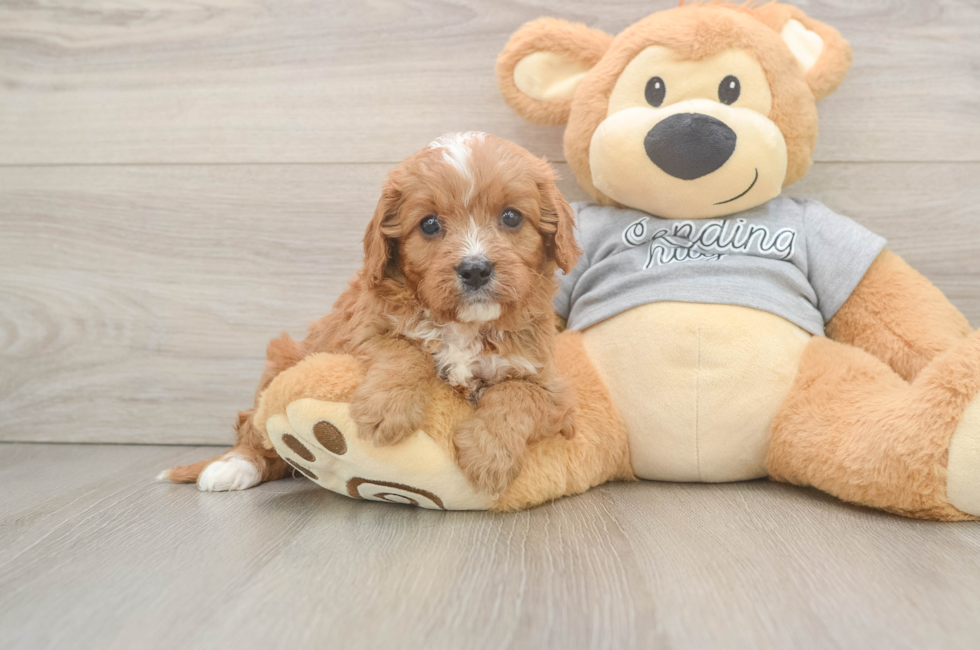 5 week old Cavapoo Puppy For Sale - Puppy Love PR