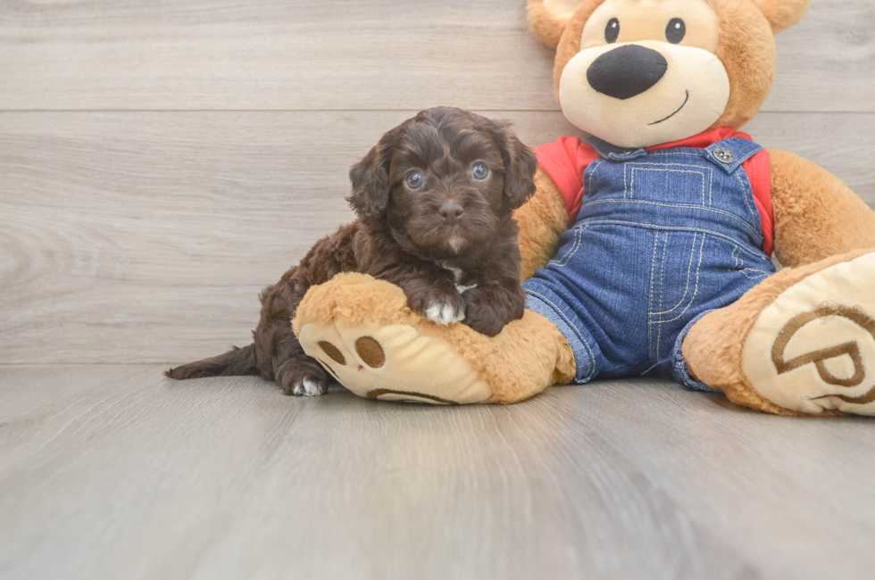 5 week old Cavapoo Puppy For Sale - Puppy Love PR