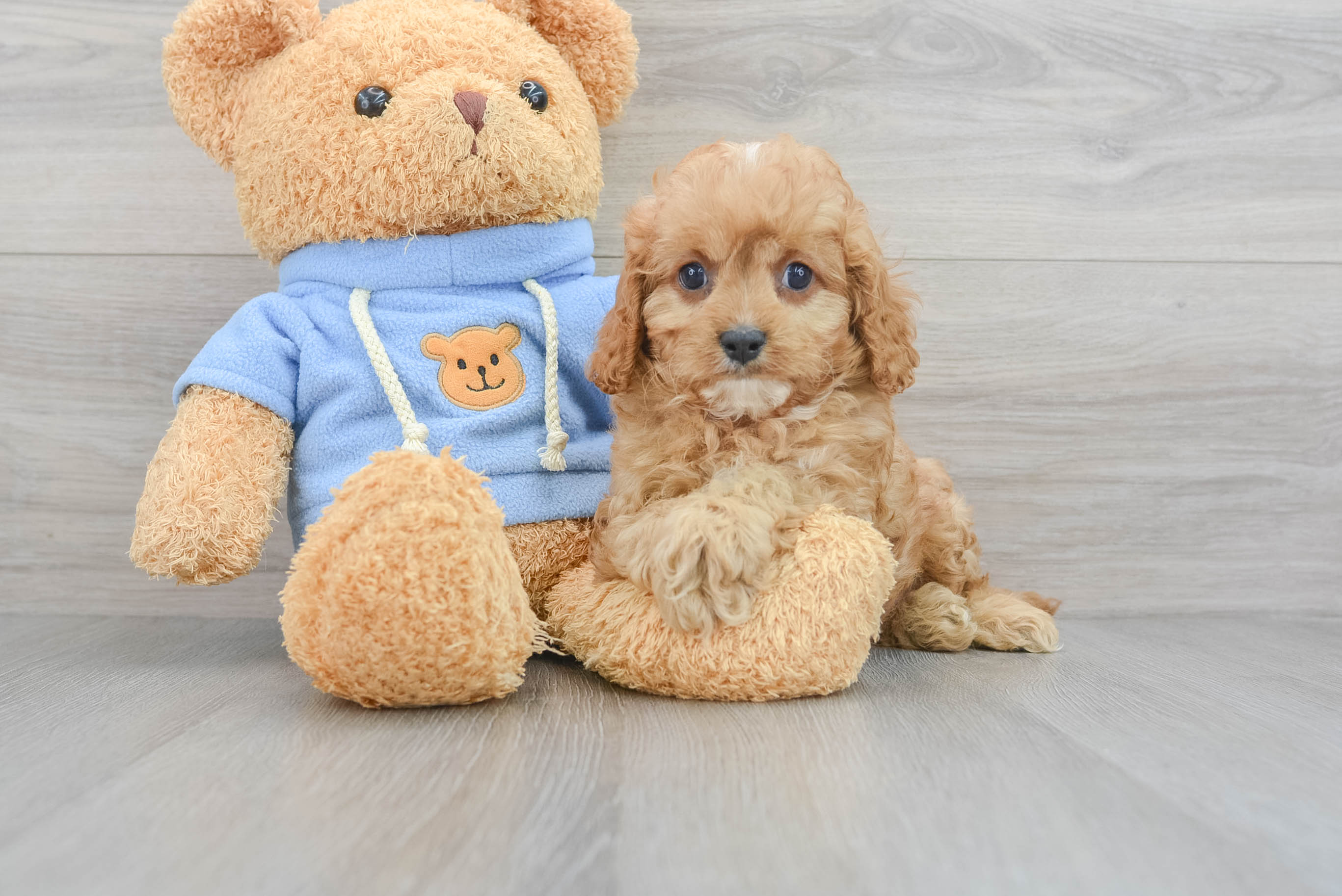 Best Cavapoo Baby