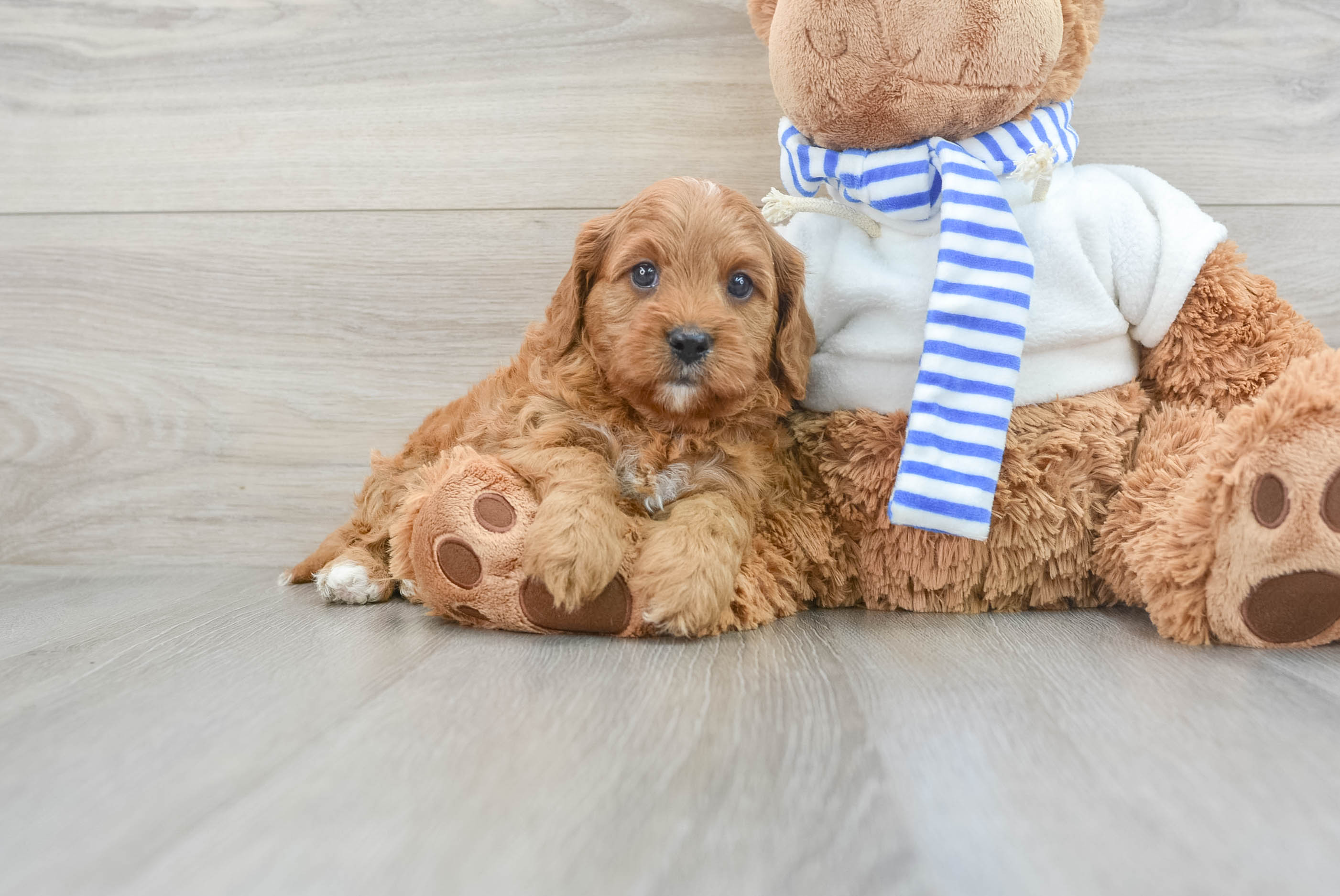 Happy Cavapoo Baby