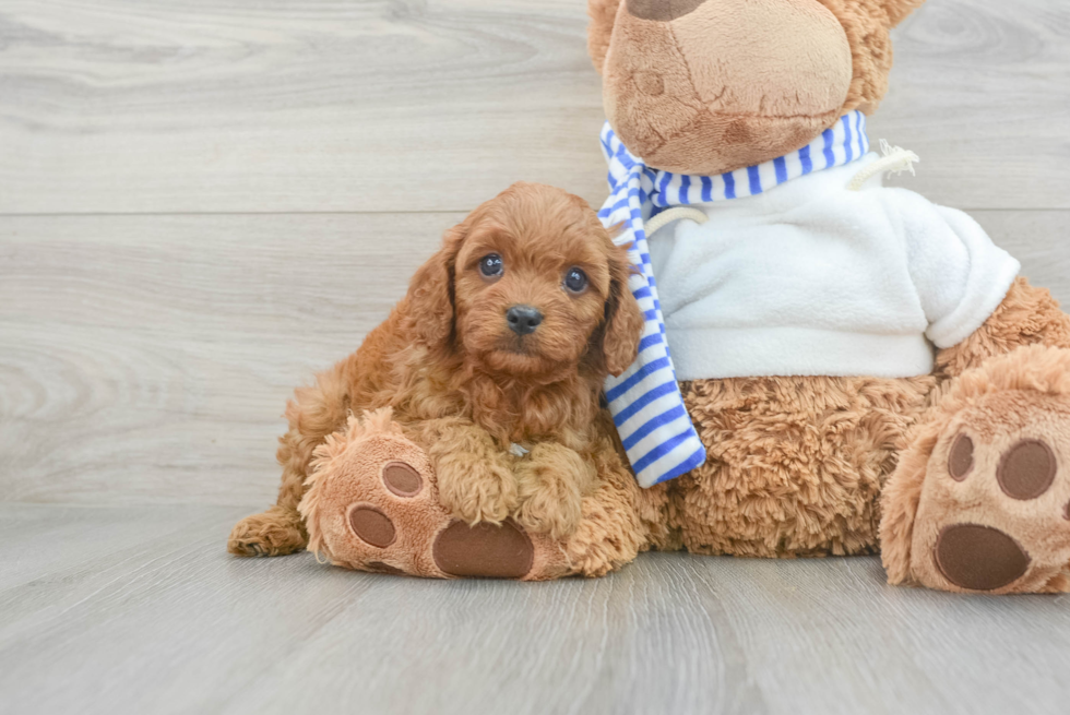 Energetic Cavoodle Poodle Mix Puppy