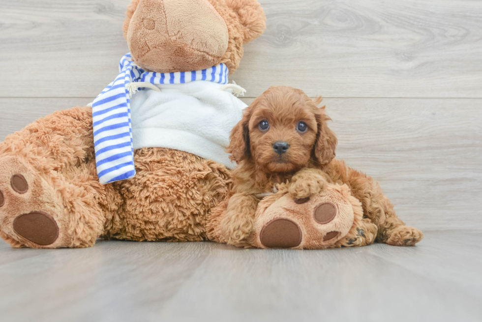 Cavapoo Pup Being Cute