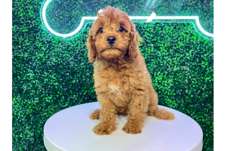 Cute Cavalier King Charles Spaniel and Poodle Mix Poodle Mix Puppy