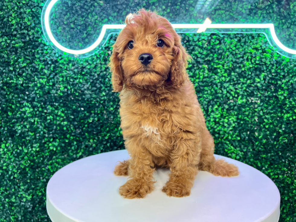 Cute Cavalier King Charles Spaniel and Poodle Mix Poodle Mix Puppy