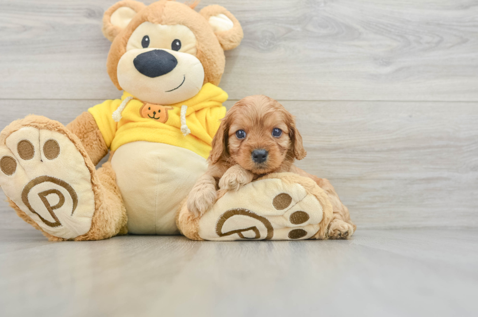 5 week old Cavapoo Puppy For Sale - Puppy Love PR