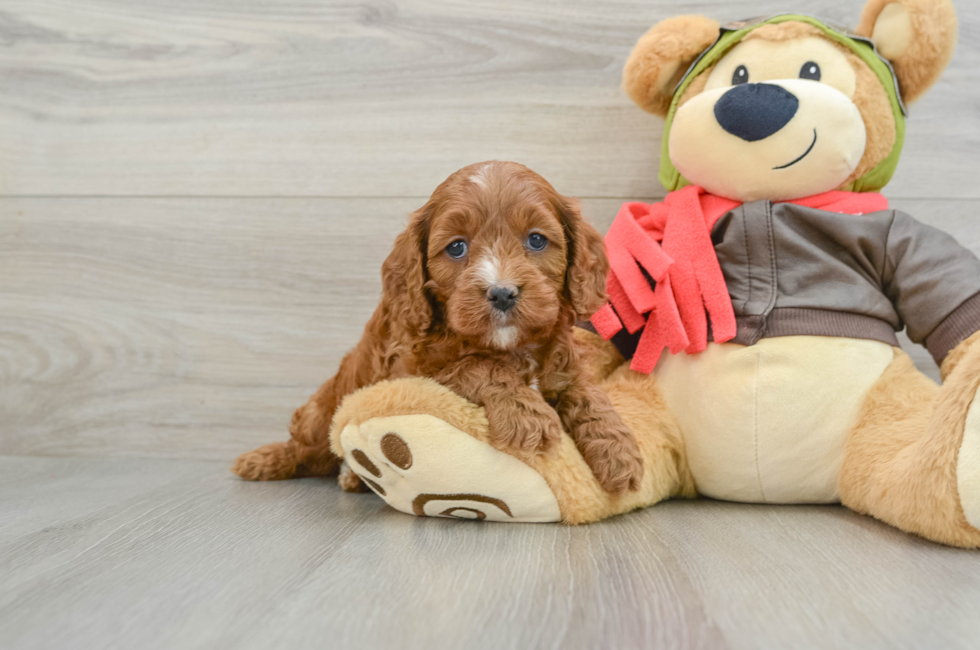 7 week old Cavapoo Puppy For Sale - Puppy Love PR