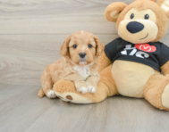 8 week old Cavapoo Puppy For Sale - Puppy Love PR