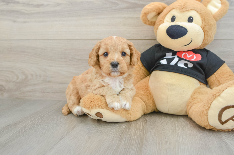 8 week old Cavapoo Puppy For Sale - Puppy Love PR