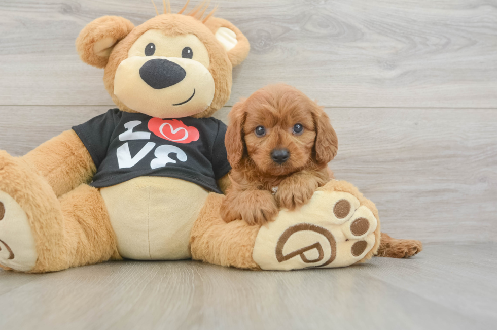 5 week old Cavapoo Puppy For Sale - Puppy Love PR